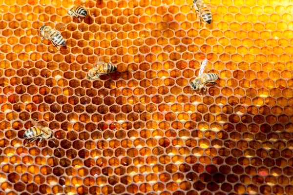 Close-up de abelhas em favo de mel em apiário — Fotografia de Stock