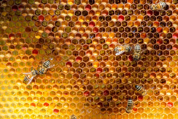 Primer plano de las abejas en panal en colmenar — Foto de Stock