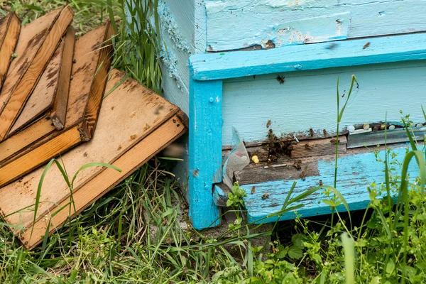 Honey bees swarming and flying around their beehive — Stock Photo, Image