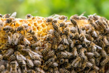 Arılarda bal peteğindeki arılara yakın çekim