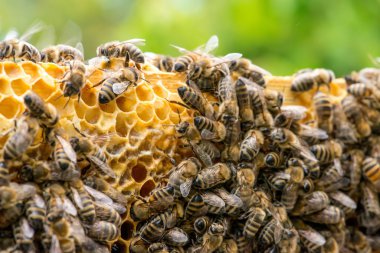 Arılarda bal peteğindeki arılara yakın çekim