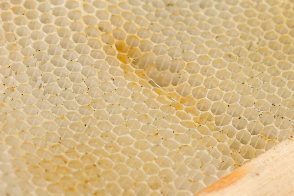 Крупним планом бджіл на стільниці в пасіці — стокове фото
