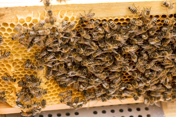 Nahaufnahme von Bienen auf Bienenwaben im Bienenhaus — Stockfoto