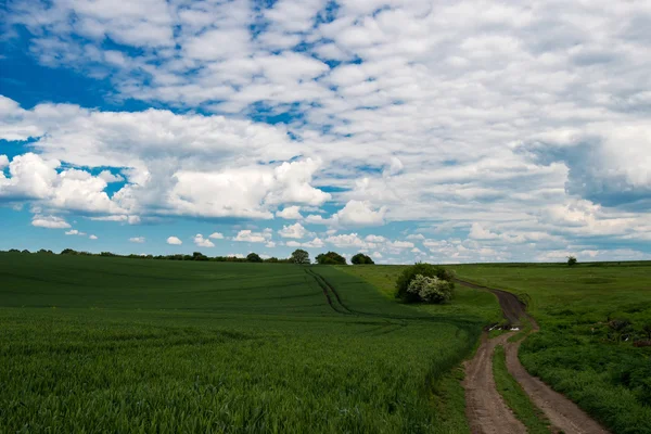 Landstraße in einem grünen Feld aus Weizen und Frühlingshimmel — Stockfoto