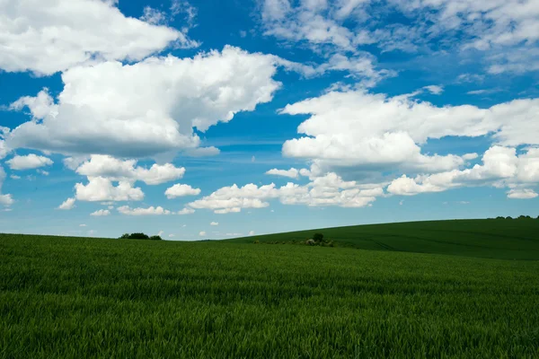 buğday alan yeşil ve mavi gökyüzü beyaz bulutlar ile bahar