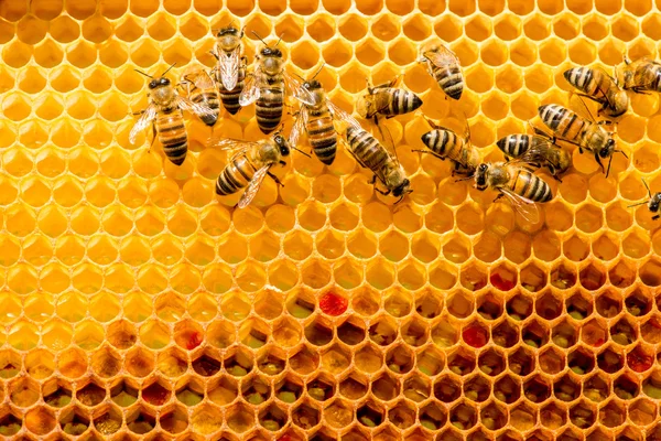 ミツバチの巣をアピアの巣に閉じ込めて — ストック写真