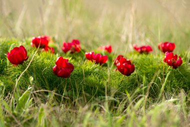 Vahşi peonies adlı ulusal arkeolojik Reserveyailata, Bulgaristan