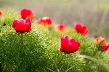 Vahşi peonies adlı ulusal arkeolojik Reserveyailata, Bulgaristan