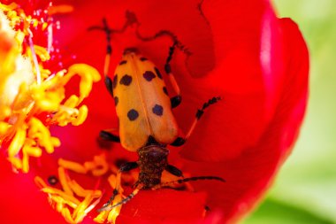 Vahşi peonies adlı ulusal arkeolojik Reserveyailata, Bulgaristan
