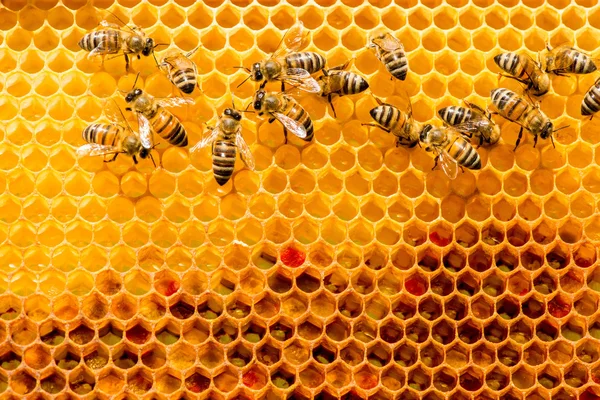 Primer plano de las abejas en panal en colmenar — Foto de Stock