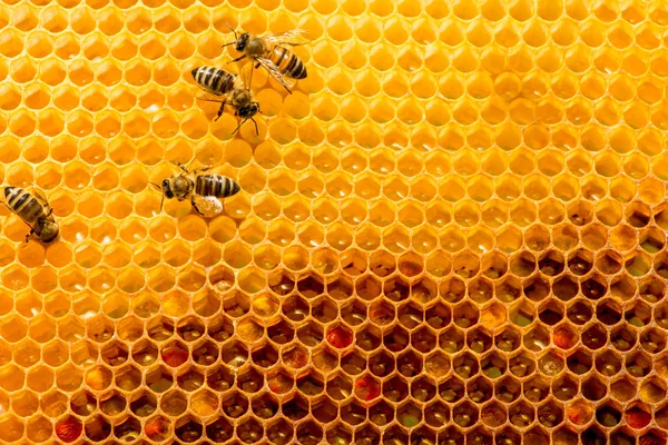 Primer plano de las abejas en panal en colmenar —  Fotos de Stock