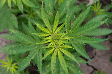 Alanında büyüyen yeşil kenevir bitkisi