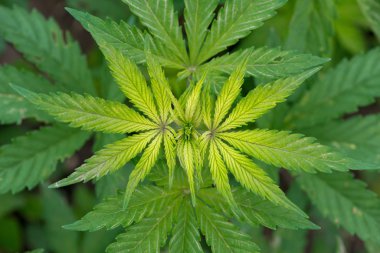 Alanında büyüyen yeşil kenevir bitkisi