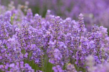 Çayır lavanta. Doğa kompozisyon. Seçici odak