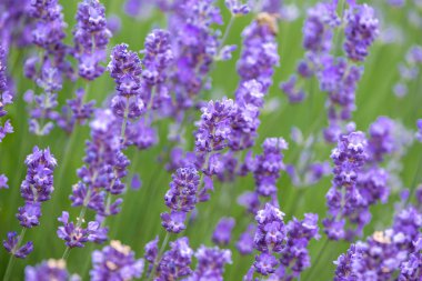 Çayır lavanta. Doğa kompozisyon. Seçici odak