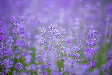 Çayır lavanta. Doğa kompozisyon. Seçici odak