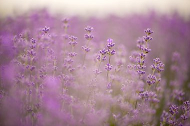 Çayır lavanta. Doğa kompozisyon. Seçici odak