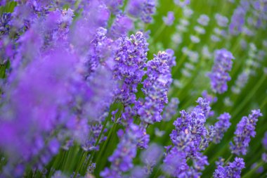 Çayır lavanta. Doğa kompozisyon. Seçici odak