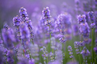 Çayır lavanta. Doğa kompozisyon. Seçici odak