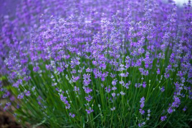 Çayır lavanta. Doğa kompozisyon. Seçici odak