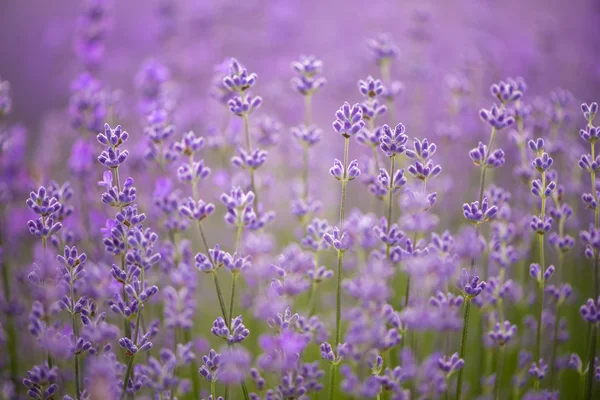 Meadow of lavender. Nature composition. Selective focus — Stock Photo, Image