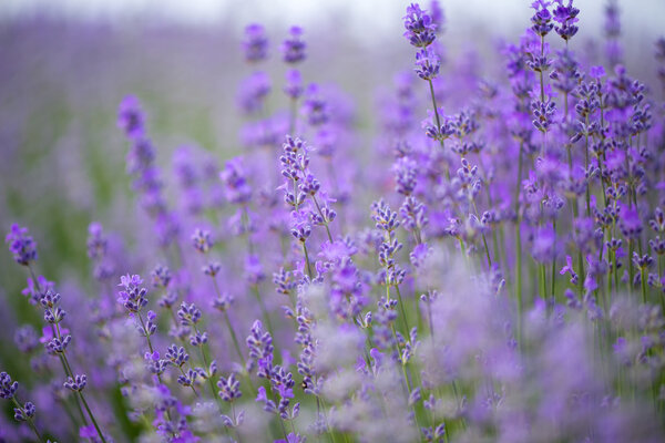 Лавандовый луг. Состав природы. Селективный фокус
