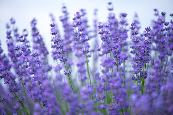Лавандовый луг. Состав природы. Селективный фокус
