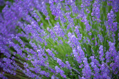 Çayır lavanta. Doğa kompozisyon. Seçici odak