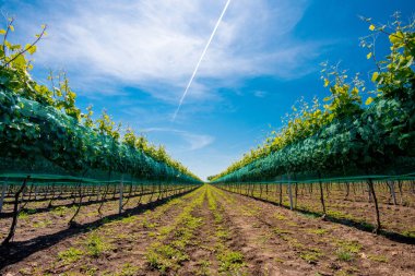 üzüm bağları satırları