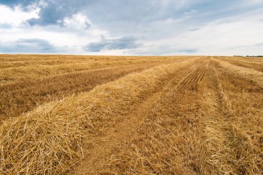 saman hasat buğday alanında