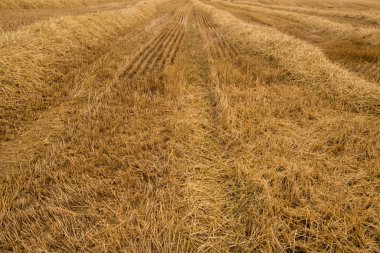 saman hasat buğday alanında