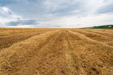 saman hasat buğday alanında