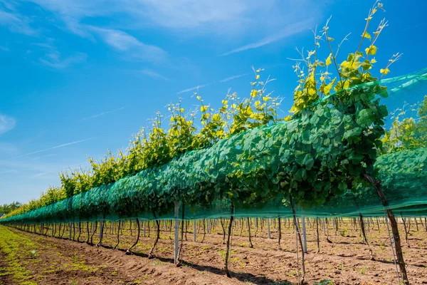 Rows of vineyards — Stock Photo, Image