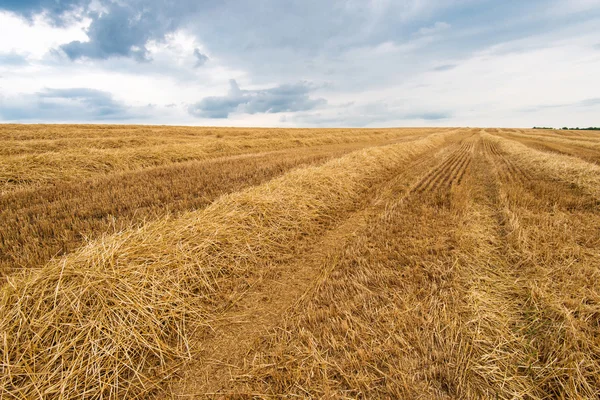saman hasat buğday alanında