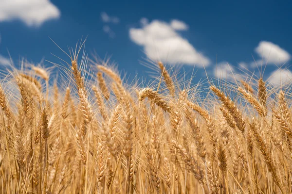 Obilnin, pšenice, s různým zaměřením — Stock fotografie