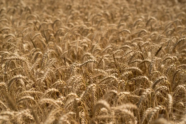Cereal Plants, Wheat, with different focus — Stock Photo, Image