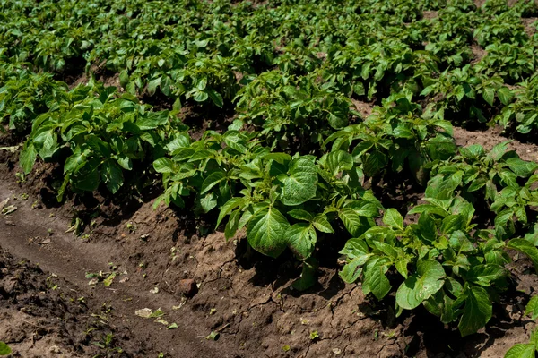 Rijen van jonge aardappelplanten op het veld — Stockfoto