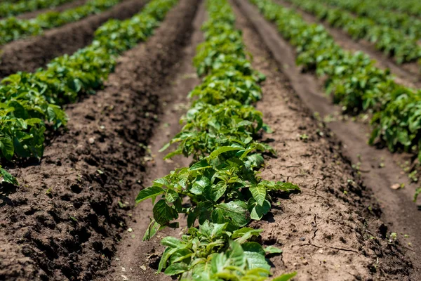 Rows of young potato plants on the field — Stock Photo, Image