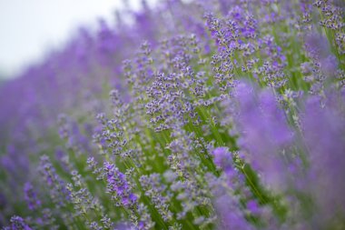 Çayır lavanta. Doğa kompozisyon. Seçici odak