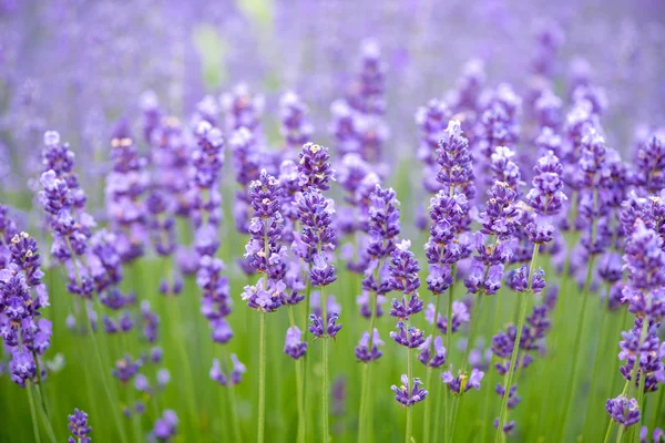 Prado de lavanda. Composición natural. Enfoque selectivo —  Fotos de Stock