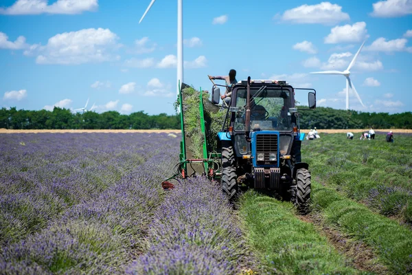 Tractor harvesting field of lavender. Warning label "Attention! Danger zone!" - selective focus copy space — Stock Photo, Image