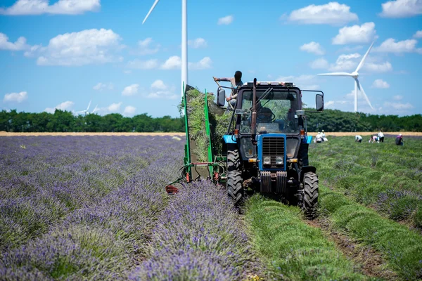 Campo de colheita de trator de lavanda. Rótulo de advertência "Atenção! Zona de perigo! " - espaço de cópia foco seletivo — Fotografia de Stock