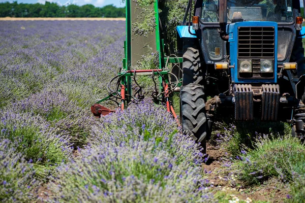 Campo de recolección de tractores de lavanda. Etiqueta de advertencia "¡Atención! Zona de peligro! " - espacio de copia de enfoque selectivo — Foto de Stock