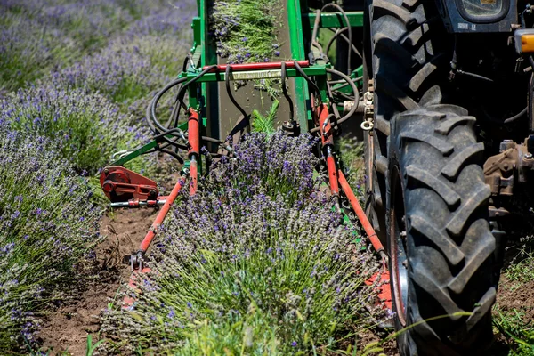 Traktor sklizně pole levandule. Štítek s výstražnými symboly "Pozor! Nebezpečného prostoru!"- selektivní pozornost kopie prostor — Stock fotografie