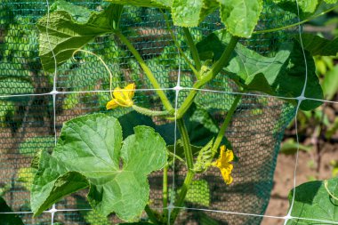 Büyüme ve Bahçe salatalık çiçek