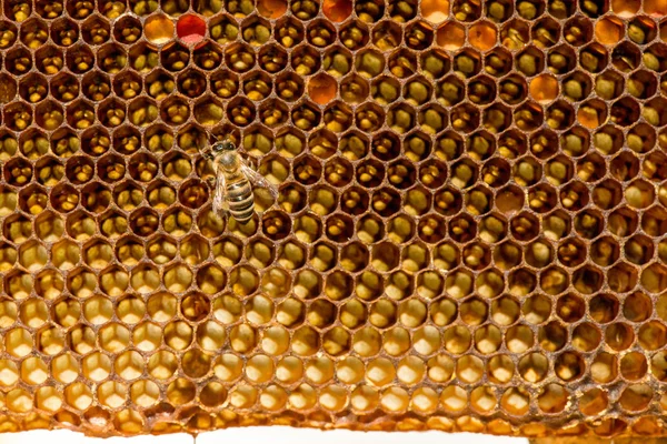 Крупним планом бджіл на стільниці в пасіці — стокове фото