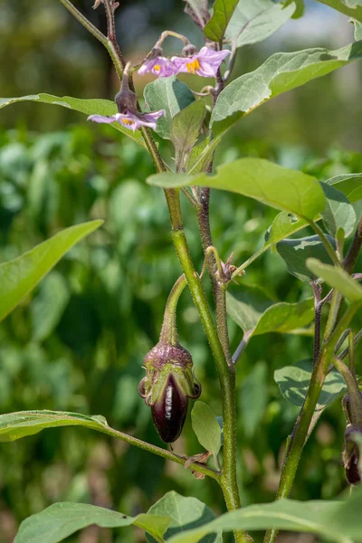 Auberginen mit Blumen im Garten — Stockfoto