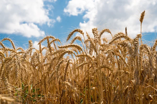 Piante cerealicole, Grano, con diversa attenzione — Foto Stock