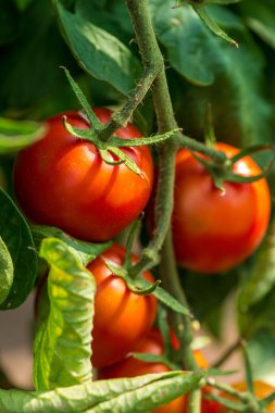 Kırmızı domates üzerinde şube büyüyor
