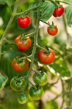 Kırmızı domates üzerinde şube büyüyor